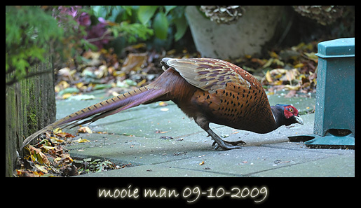 mooie man