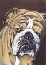 bulldog
